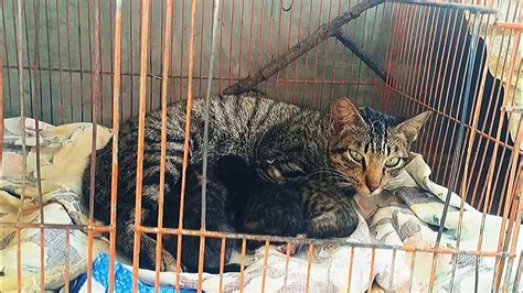 katutan sa bahay|CAT.